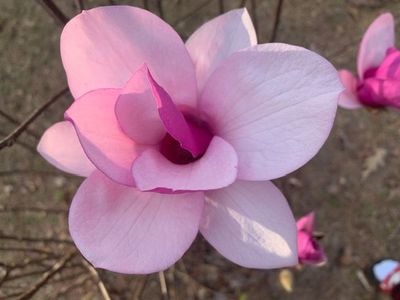 Pink and white magnolia flower blooming on a branch.