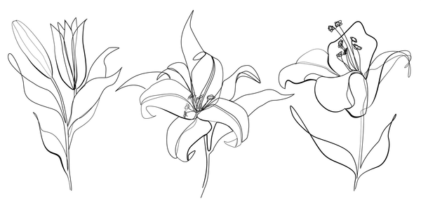 Line drawing of three lilies.
