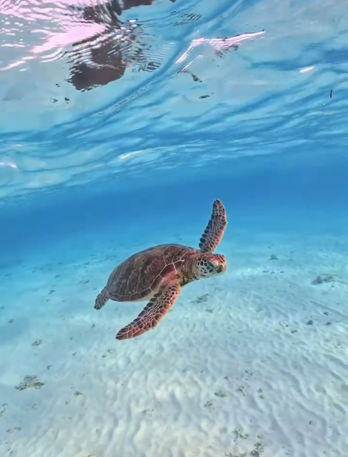Sea turtle swimming underwater over a sandy seafloor in clear blue water