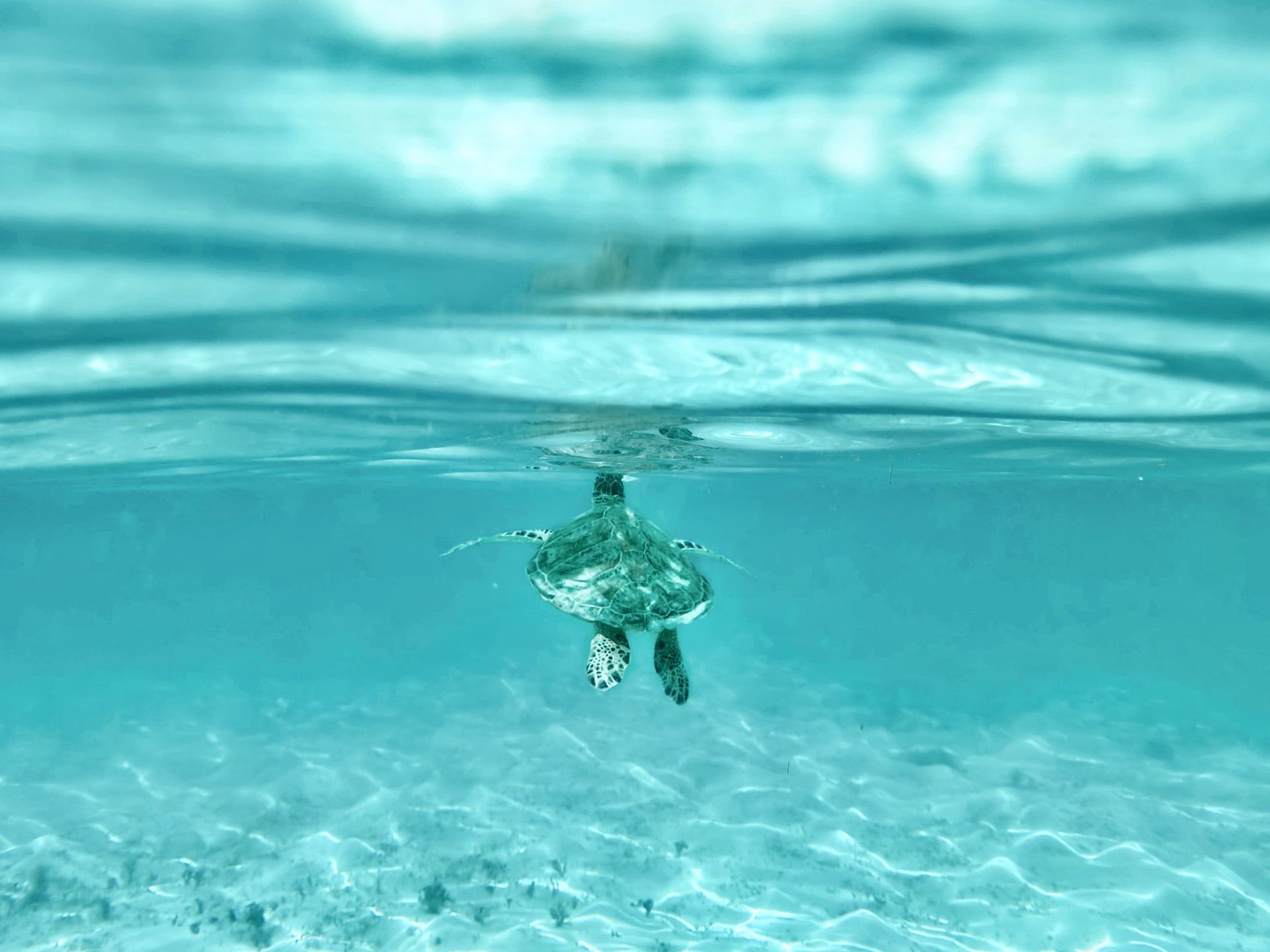 Small turtle swimming underwater in clear turquoise ocean near the surface