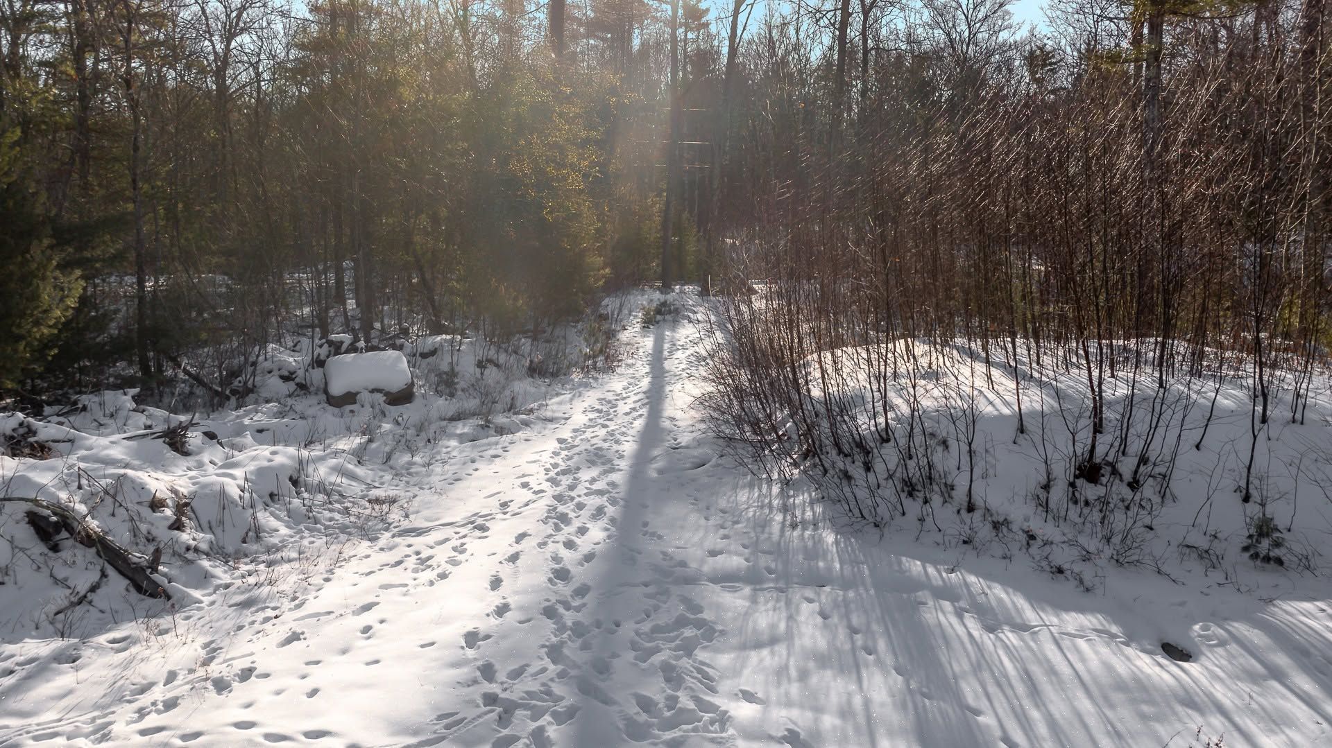 Snow-covered forest trail with sunlight filtering through bare trees