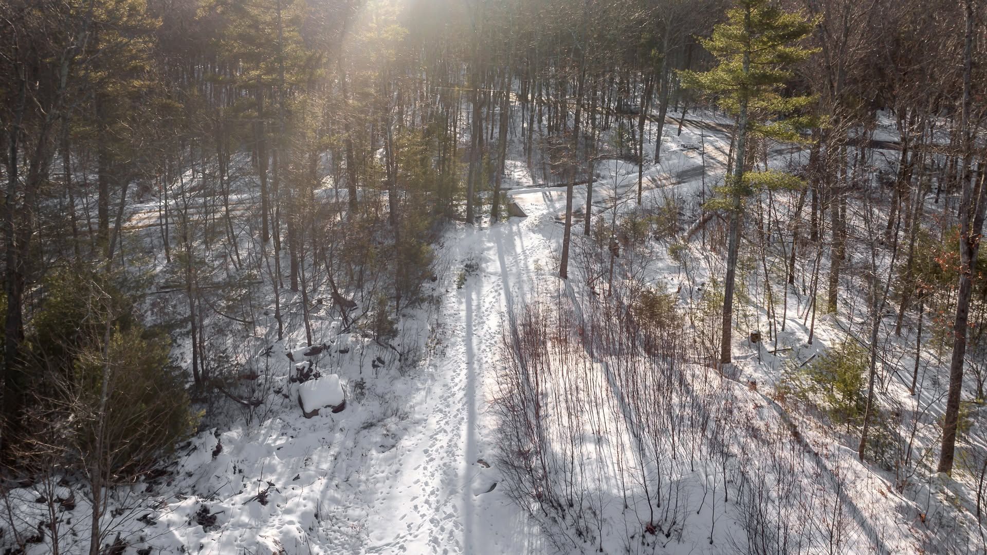 Snow-covered forest trail with sunlight filtering through tall trees