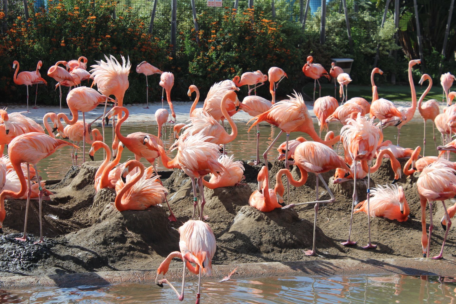 Flamingos