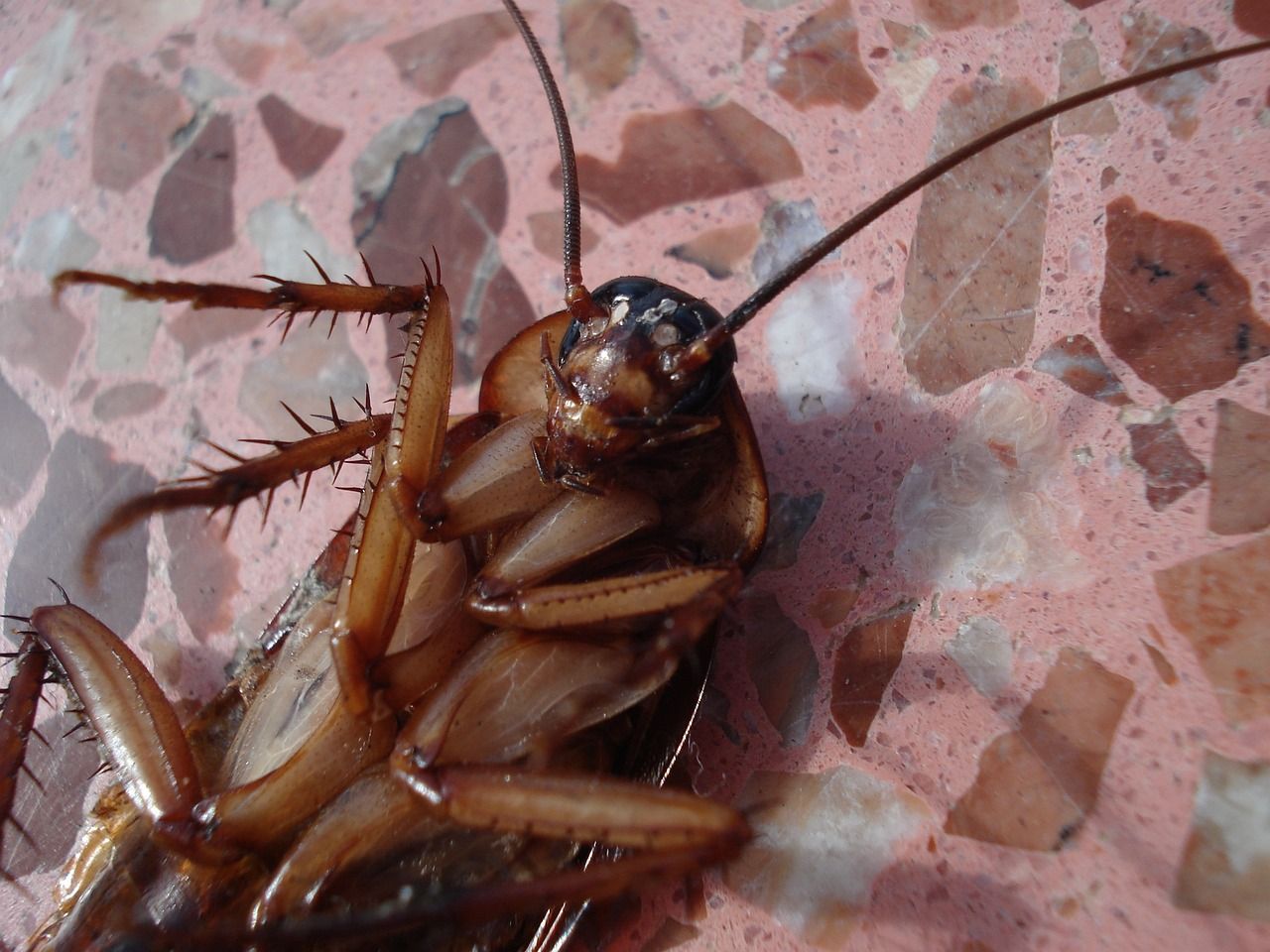 A cockroach is laying on its back on a tiled floor.