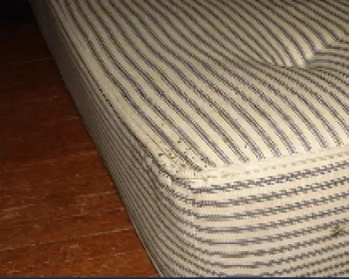 Bed Bugs Feces on a Mattress