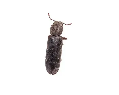 Powder Post Beetle