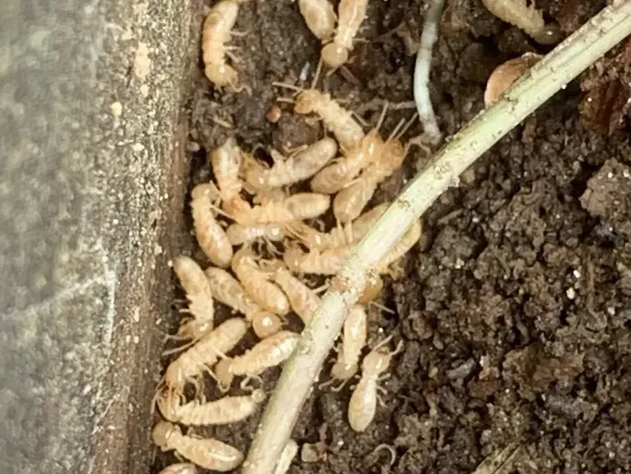 Termite
