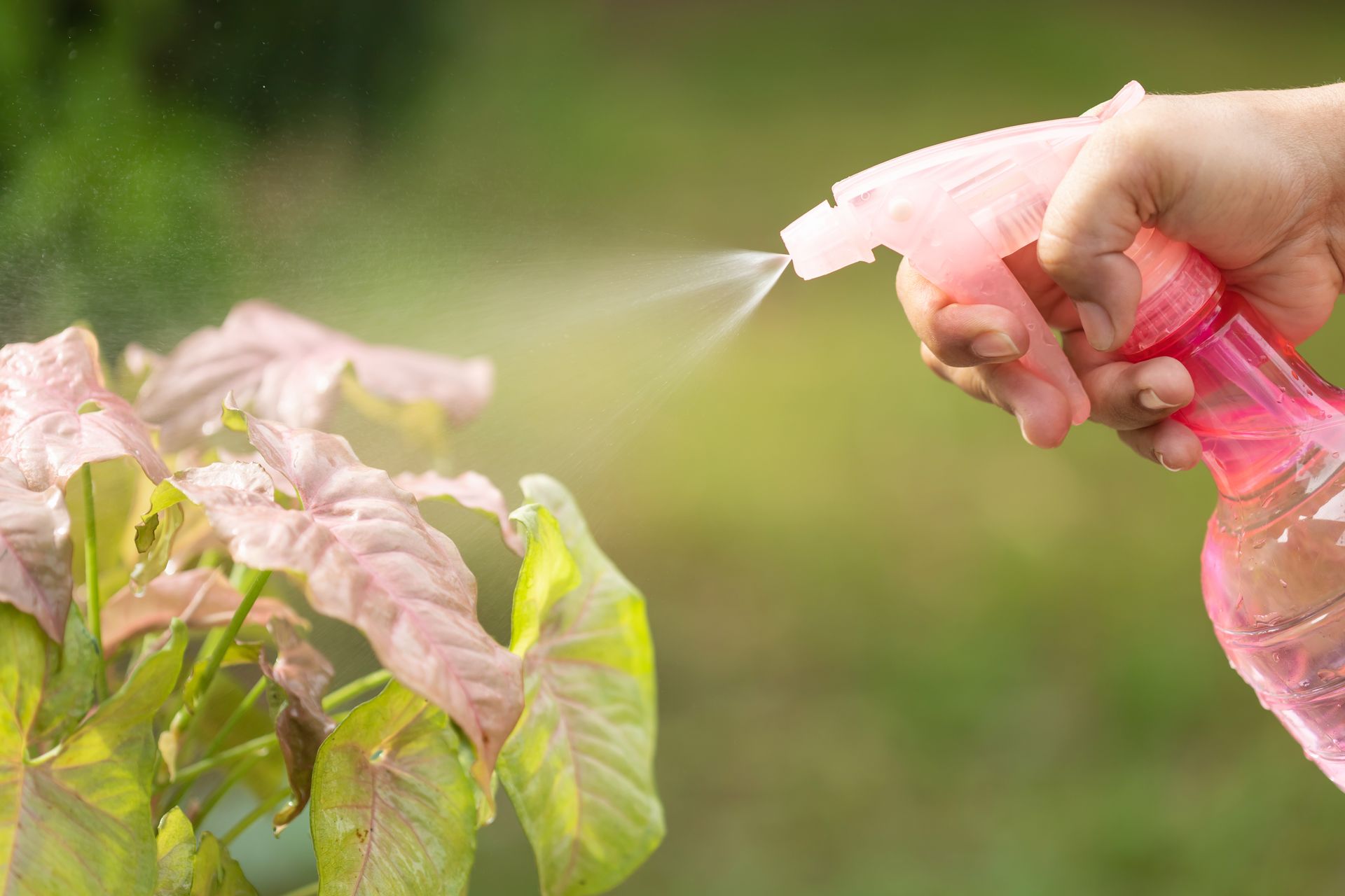 A person is spraying a plant with a spray bottle.