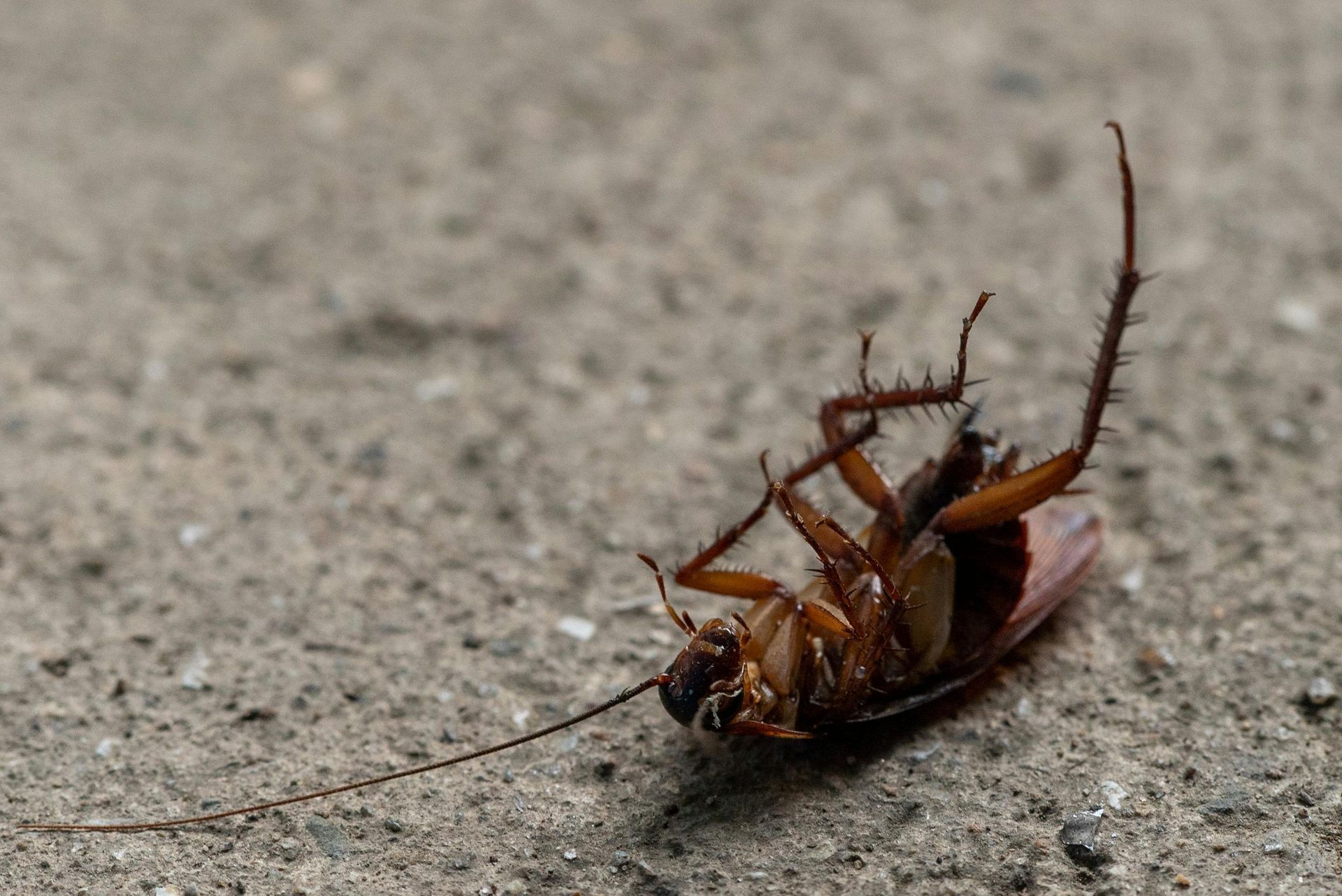 professional pest inspection in Keene, NH