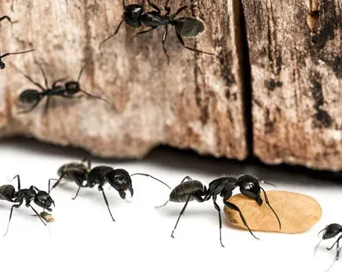Carpenter Ants