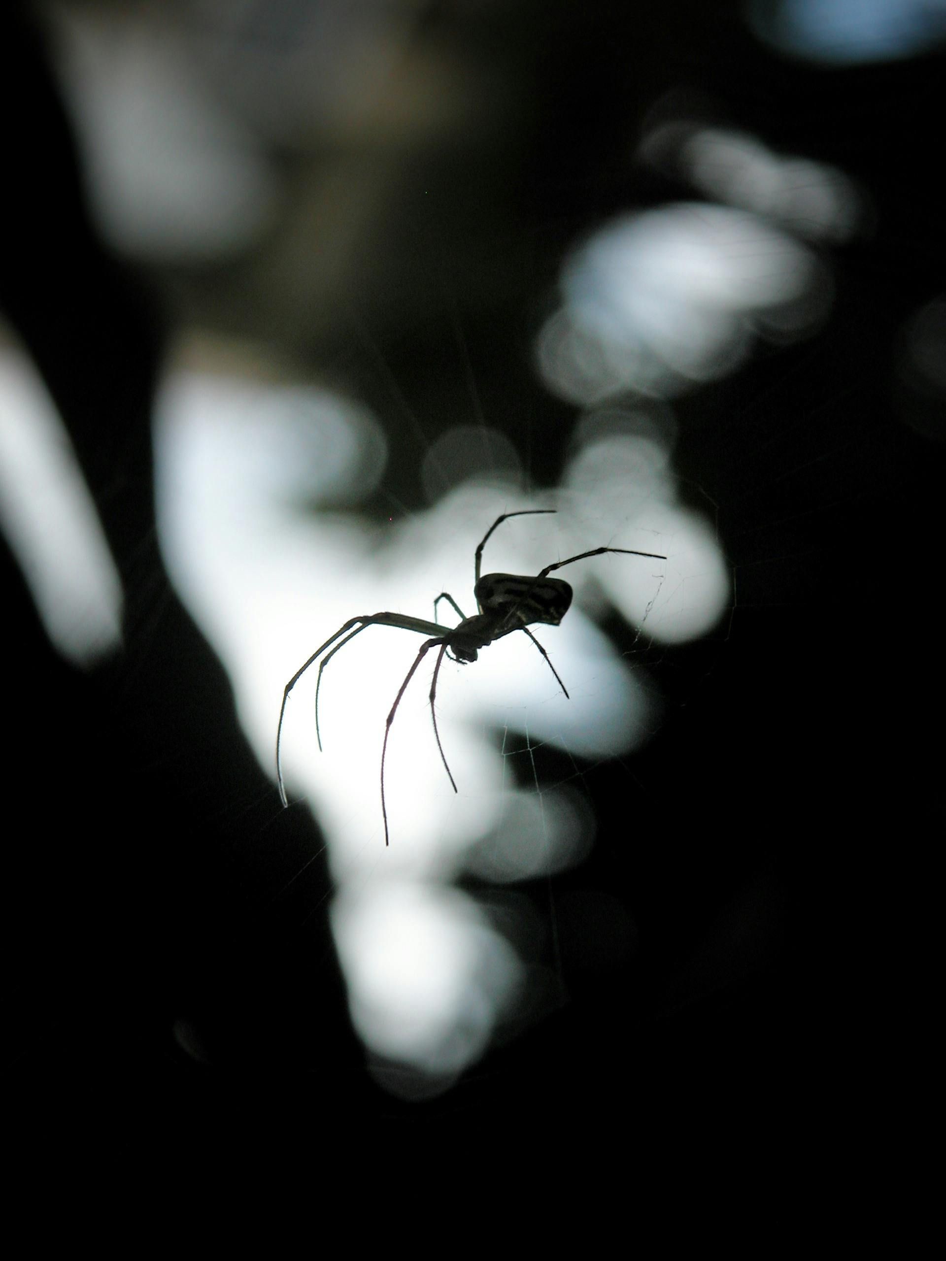 A spider is silhouetted against a dark background