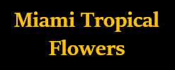 Miami Tropical Flowers yellow logo