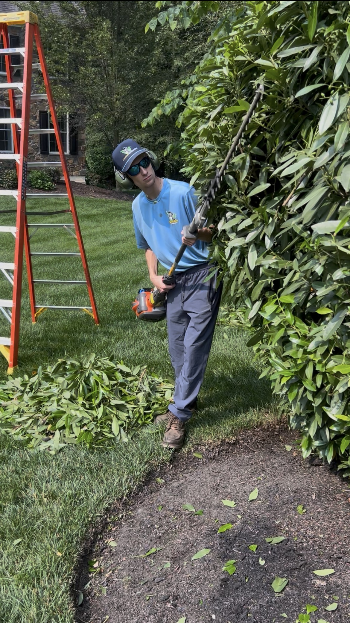 A person is cutting a hedge with a hedge trimmer.