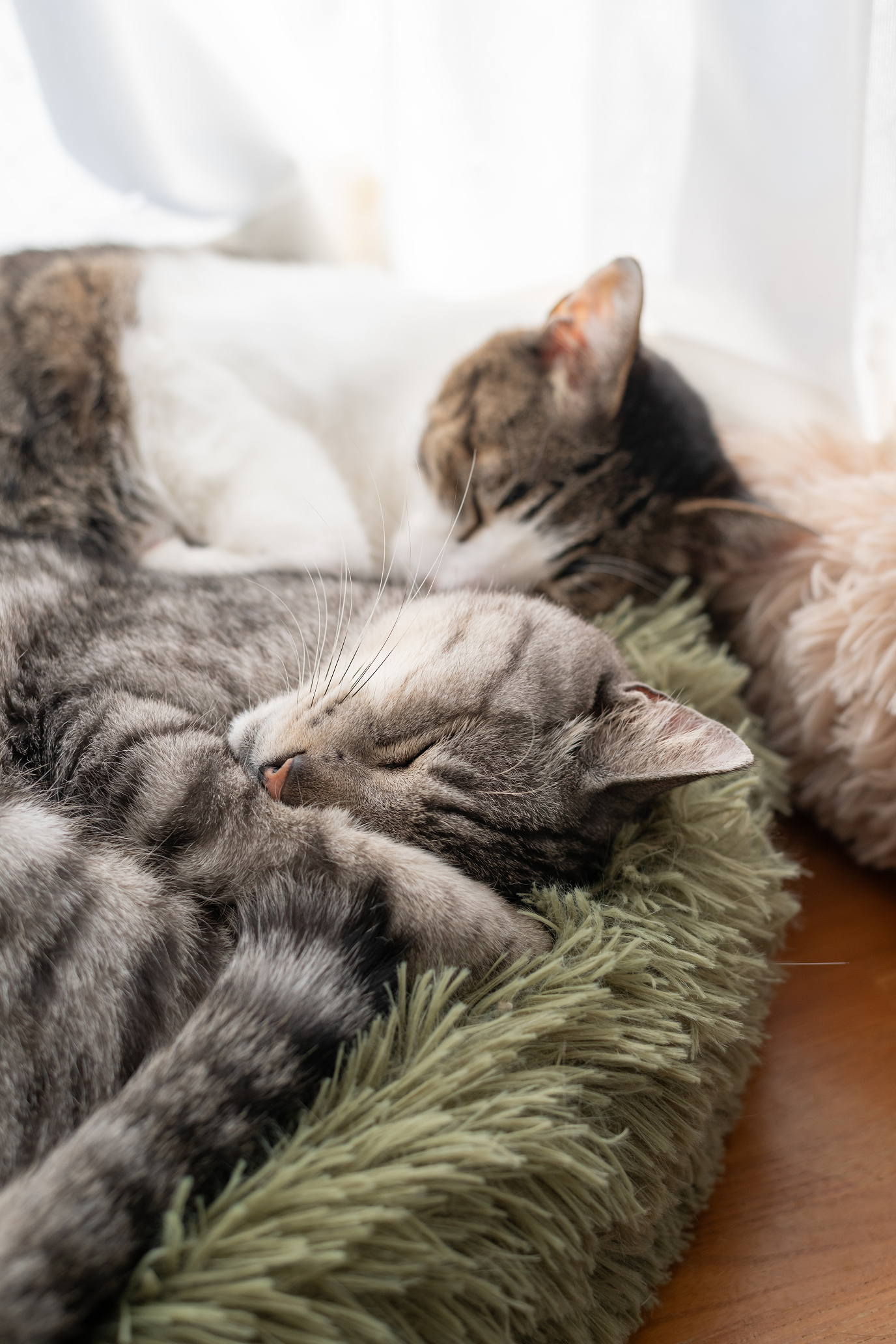 Three sleeping cats cuddled together on a soft green blanket by a window