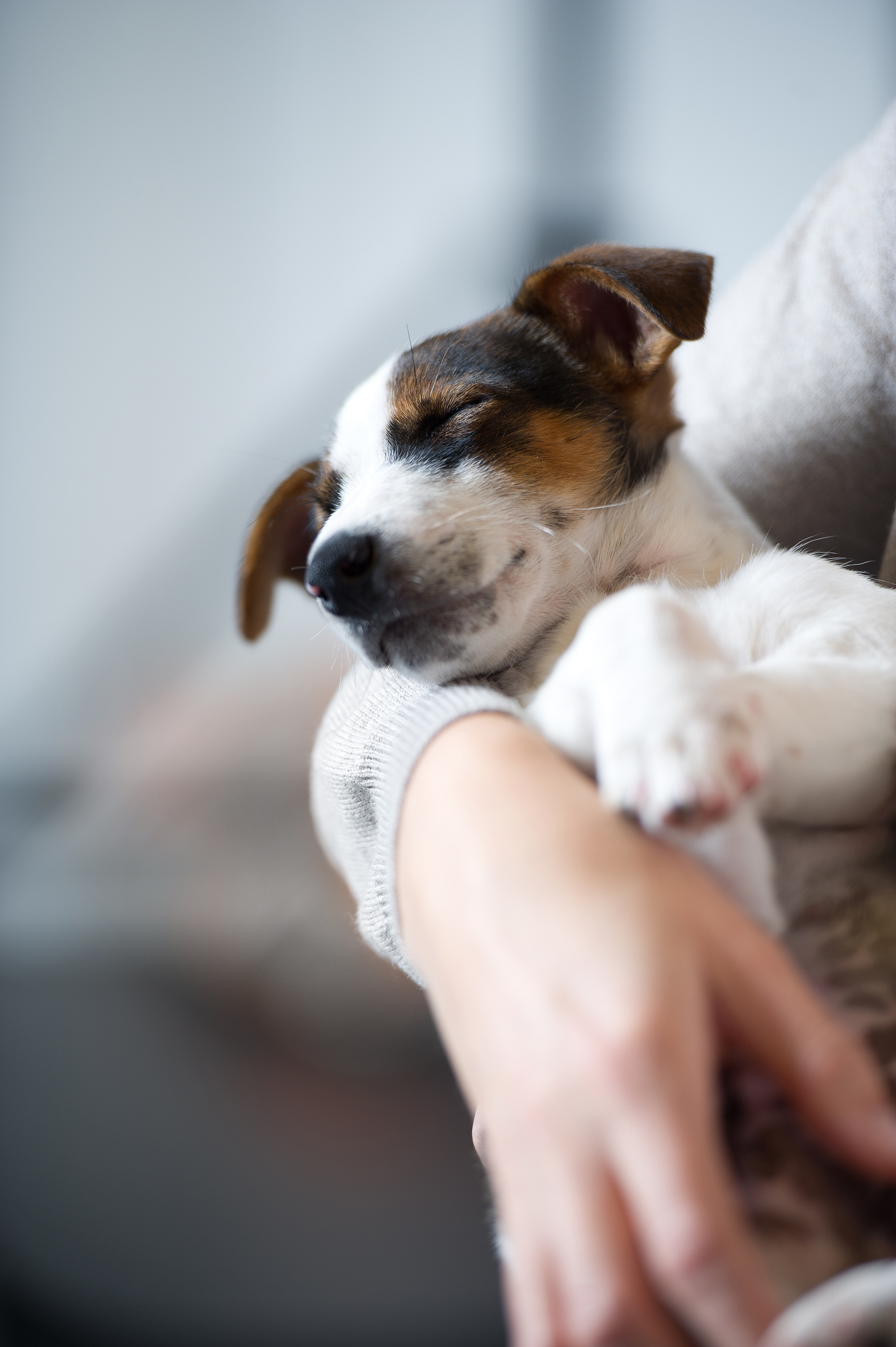 Sleeping puppy resting in a person’s arms, with a softly blurred background