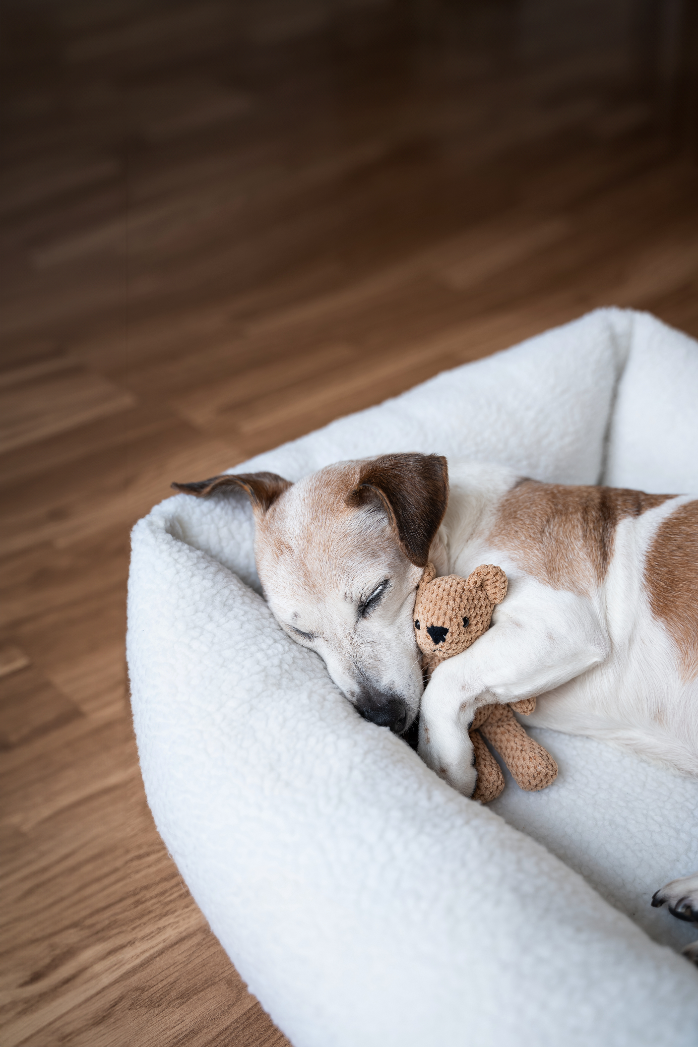 Two small dogs curled up asleep in a white blanket on a wooden floor