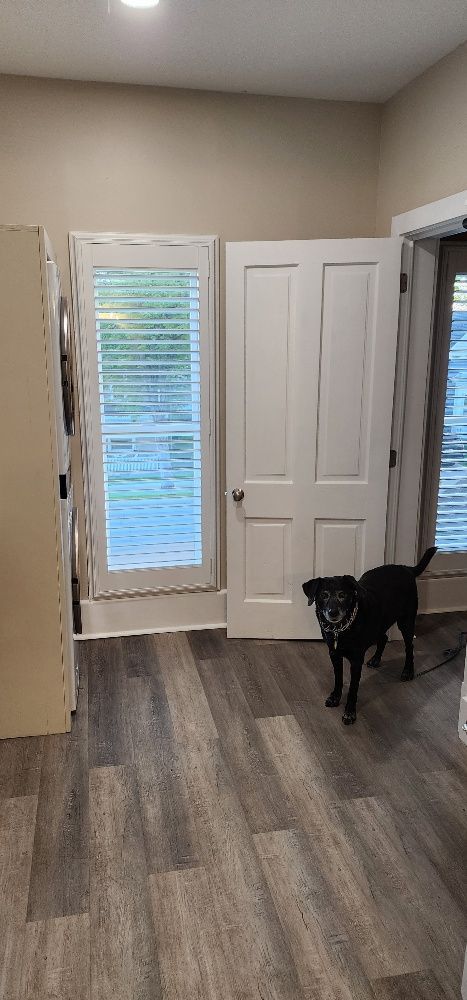 Black dog standing in a room with white doors, gray flooring, and a window with blinds.