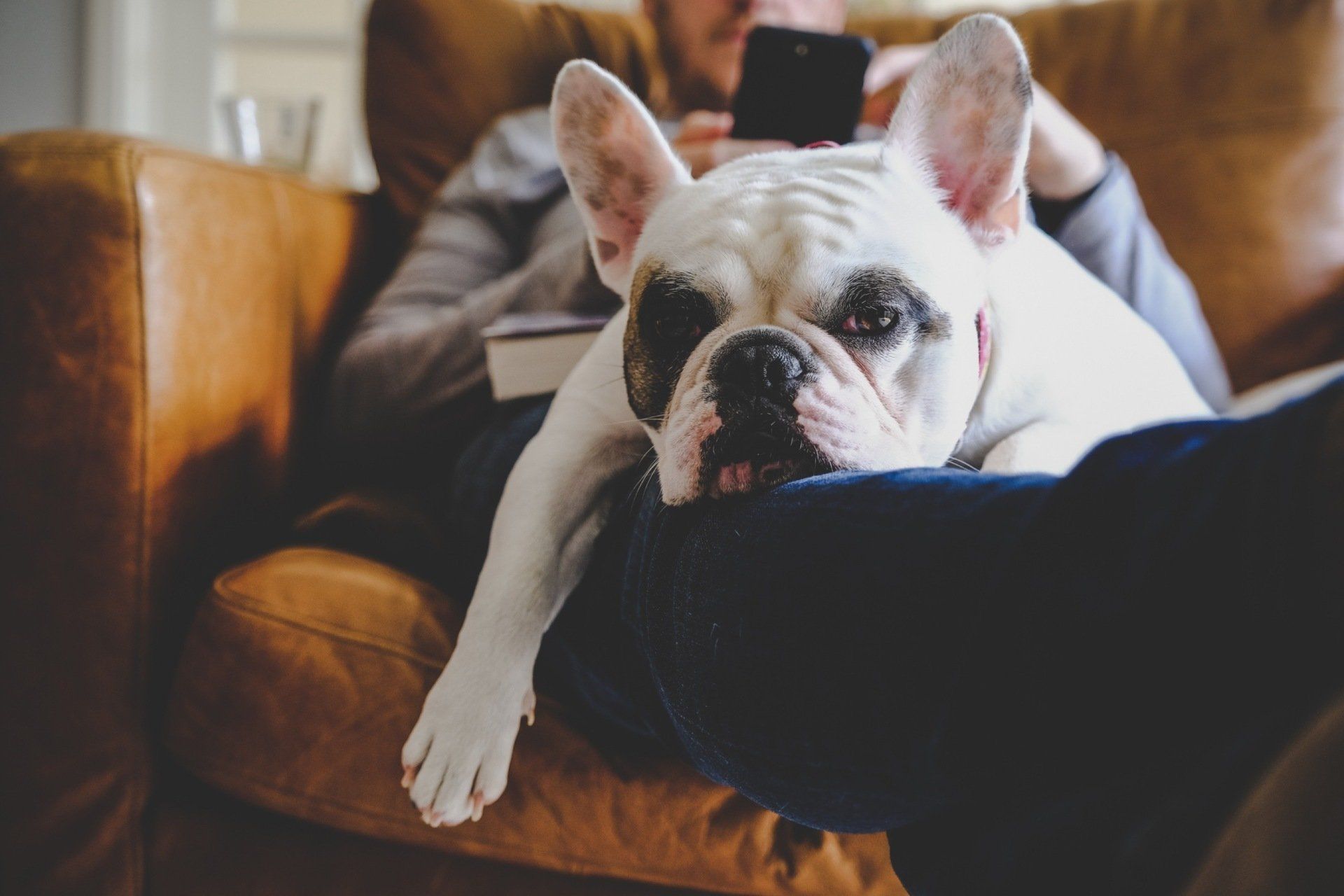 DOG ON COUCH