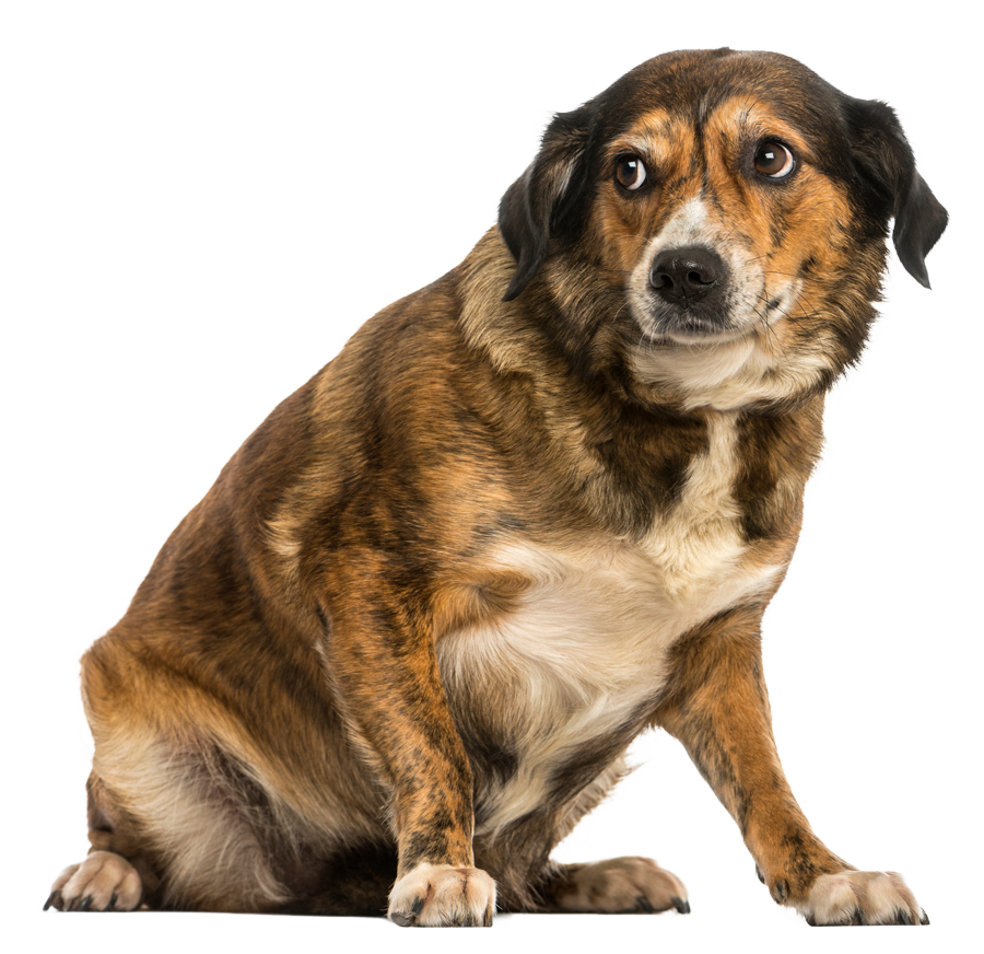 Angsthund