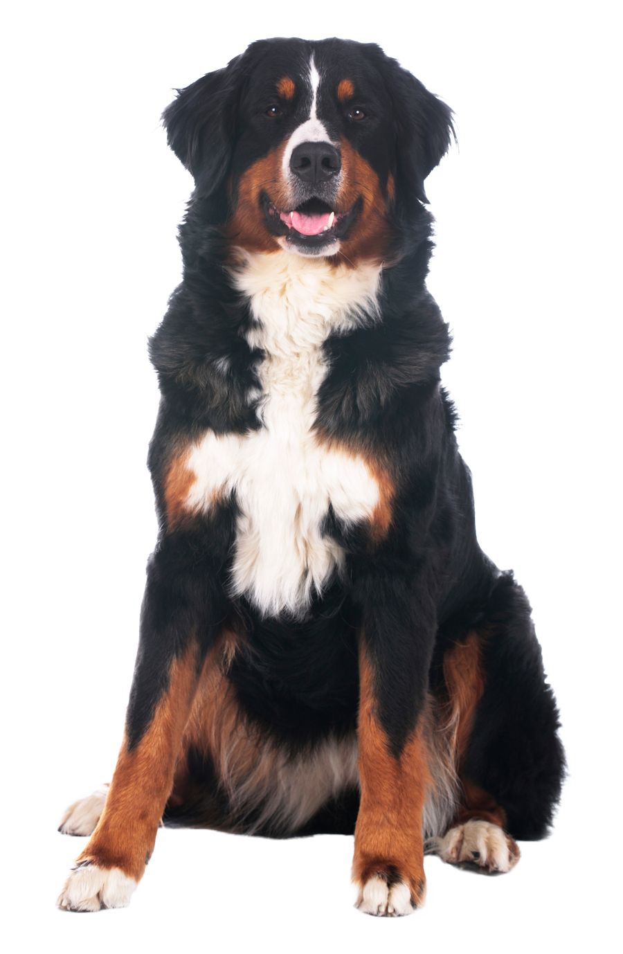 Bernersennenhund