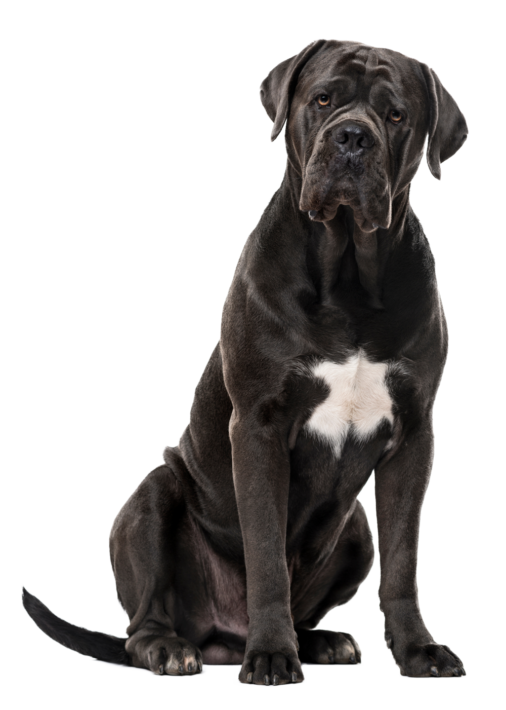 Cane Corso