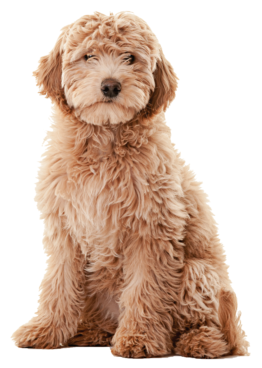 Goldendoodle
