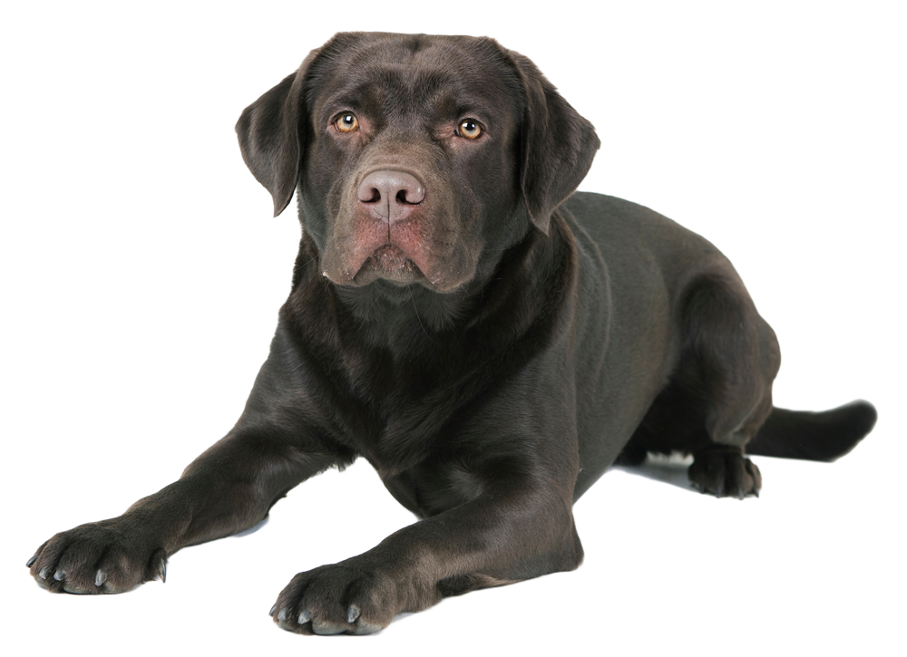 Labrador
