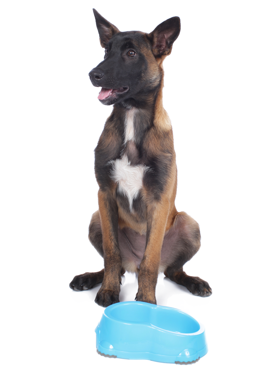 Malinois