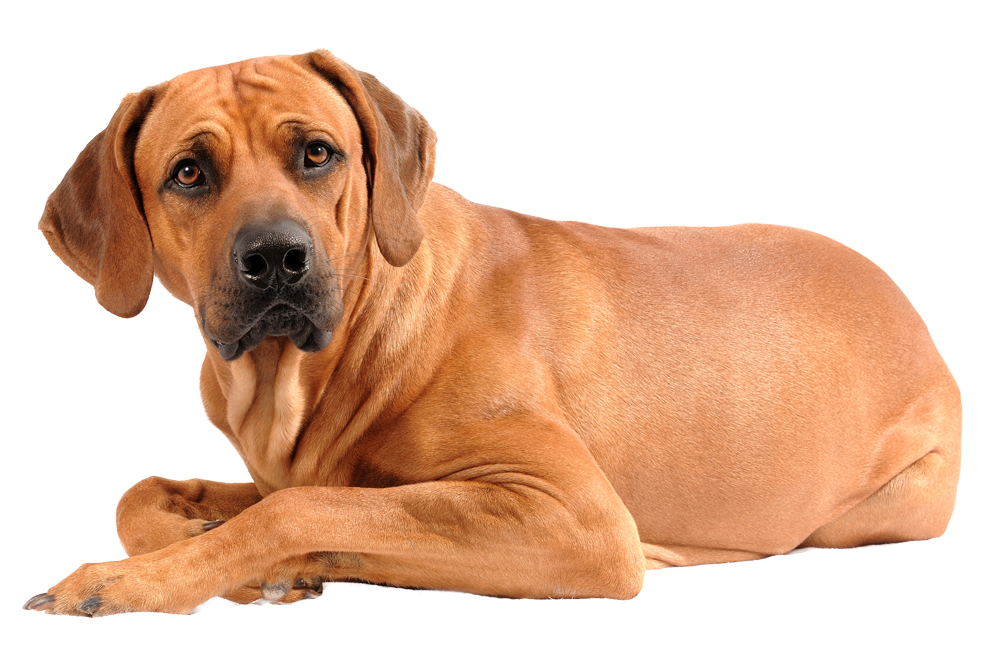 Ridgeback