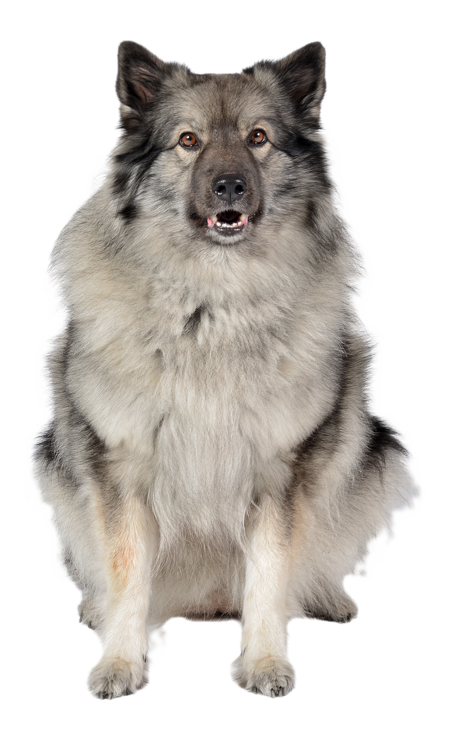 Wolfsspitz