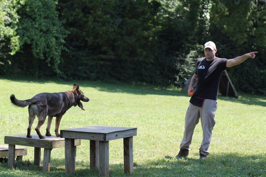 Dog balancing on a bench in a grassy field while a person points beside it