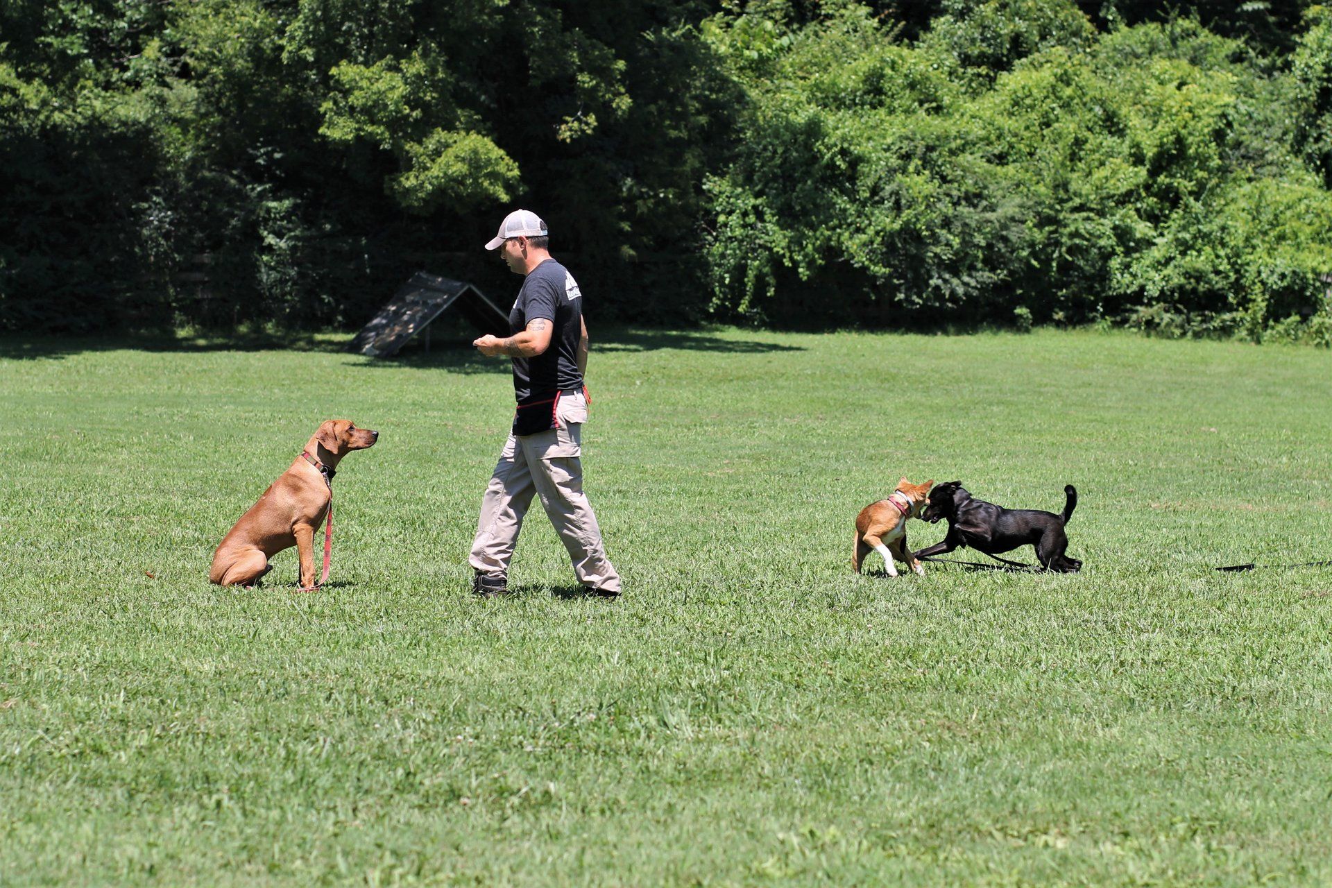 Person training two dogs in a grassy field, one sitting and one running