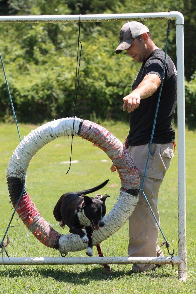 Dog jumping through a hoop while a handler directs it on an agility course