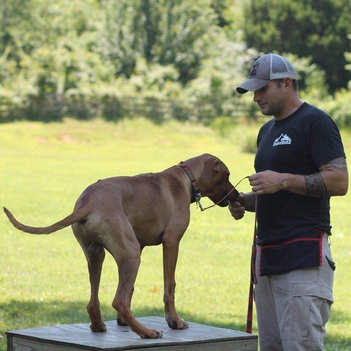 Dog balancing on a platform while a man in a cap holds its leash in a grassy outdoor field