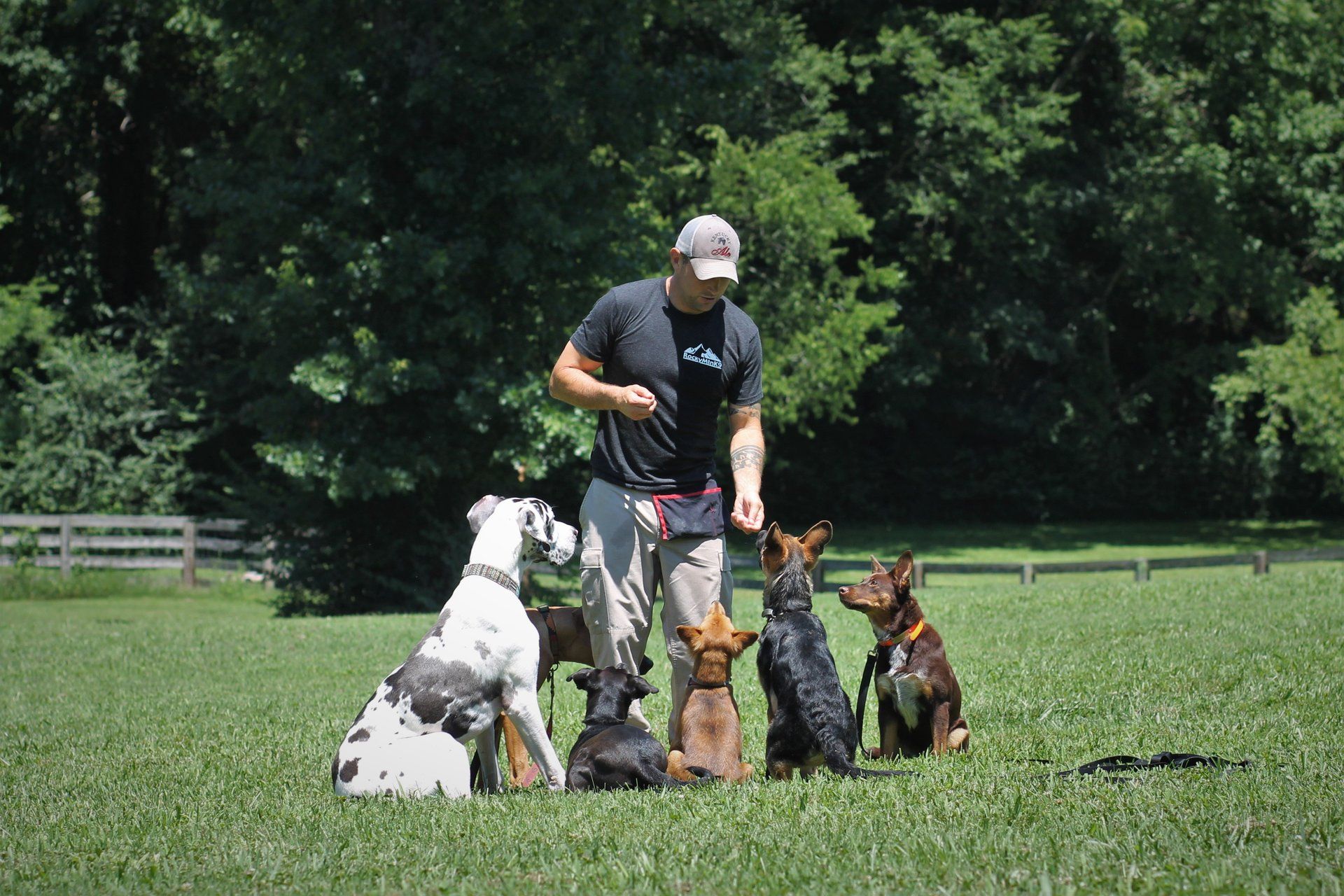 Person training five dogs in a grassy field with trees in the background