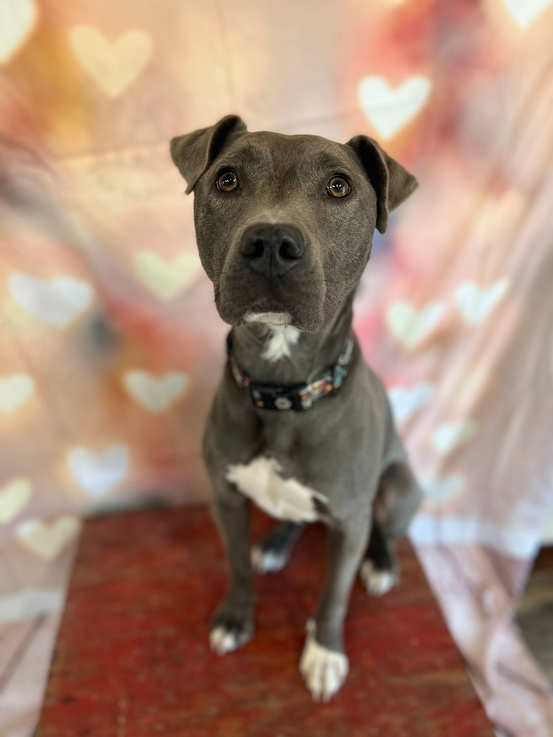 Black dog with white chest sitting against a pink heart-patterned backdrop.