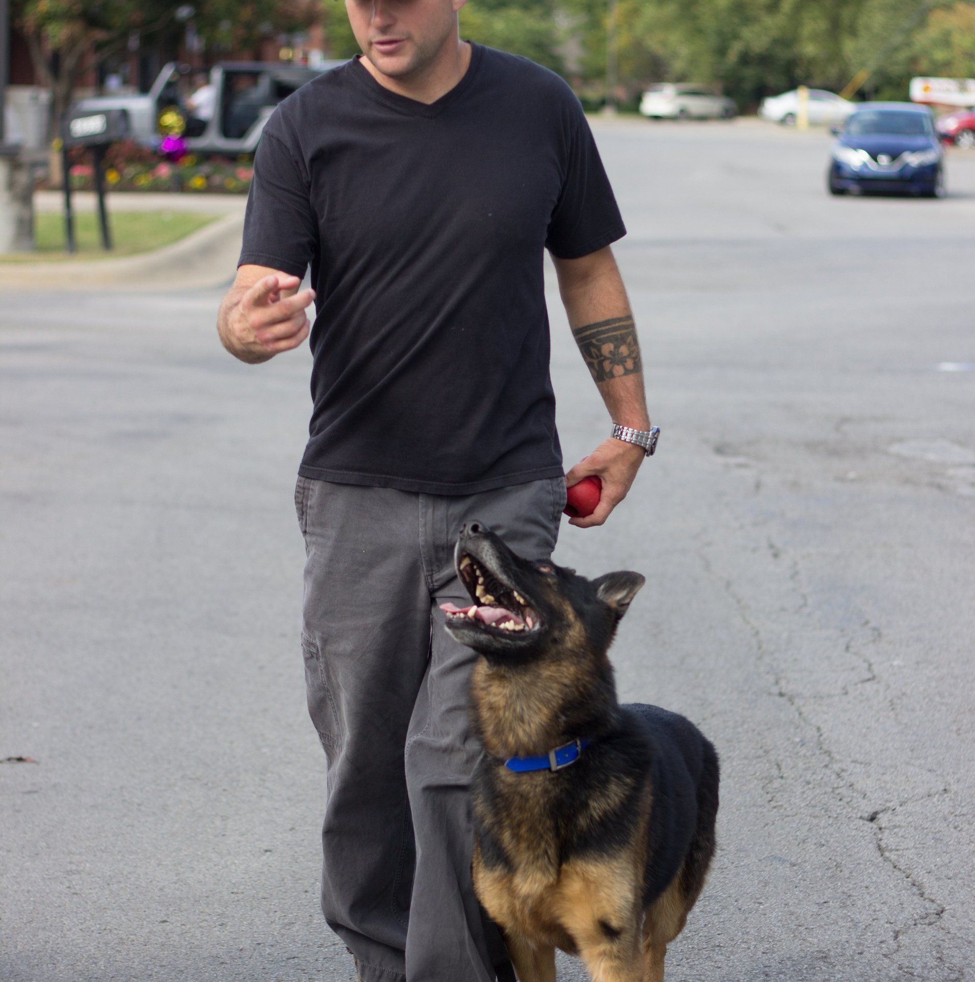 Man walking a German shepherd on a suburban street, dog wearing a blue collar and looking up at him.