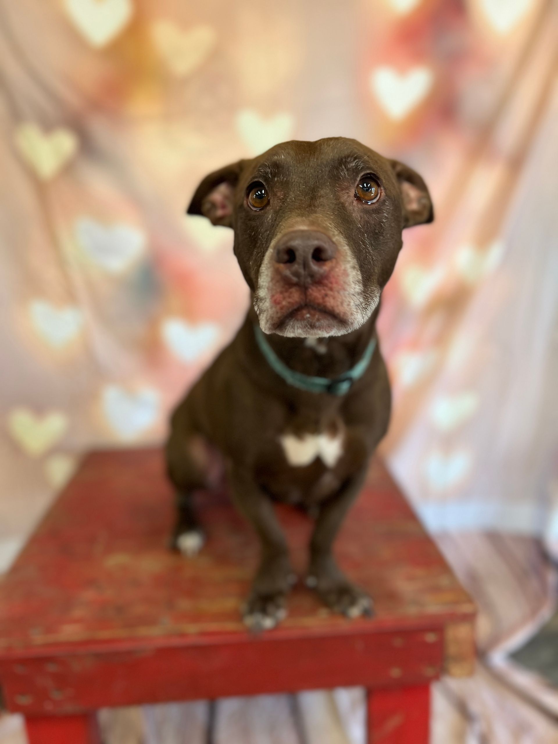 Brown dog standing on a red bench against a softly blurred, heart-patterned background.