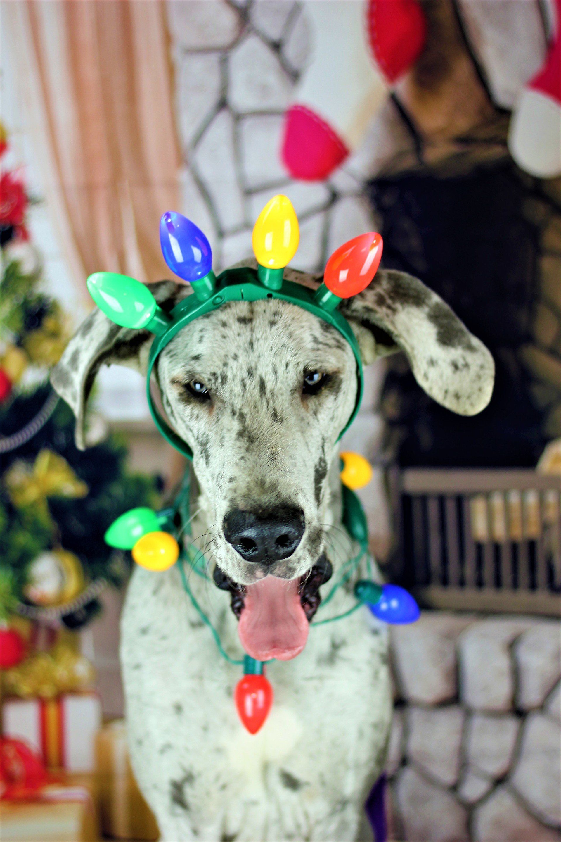 Dog wearing colorful Christmas lights indoors, tongue out in front of a fireplace
