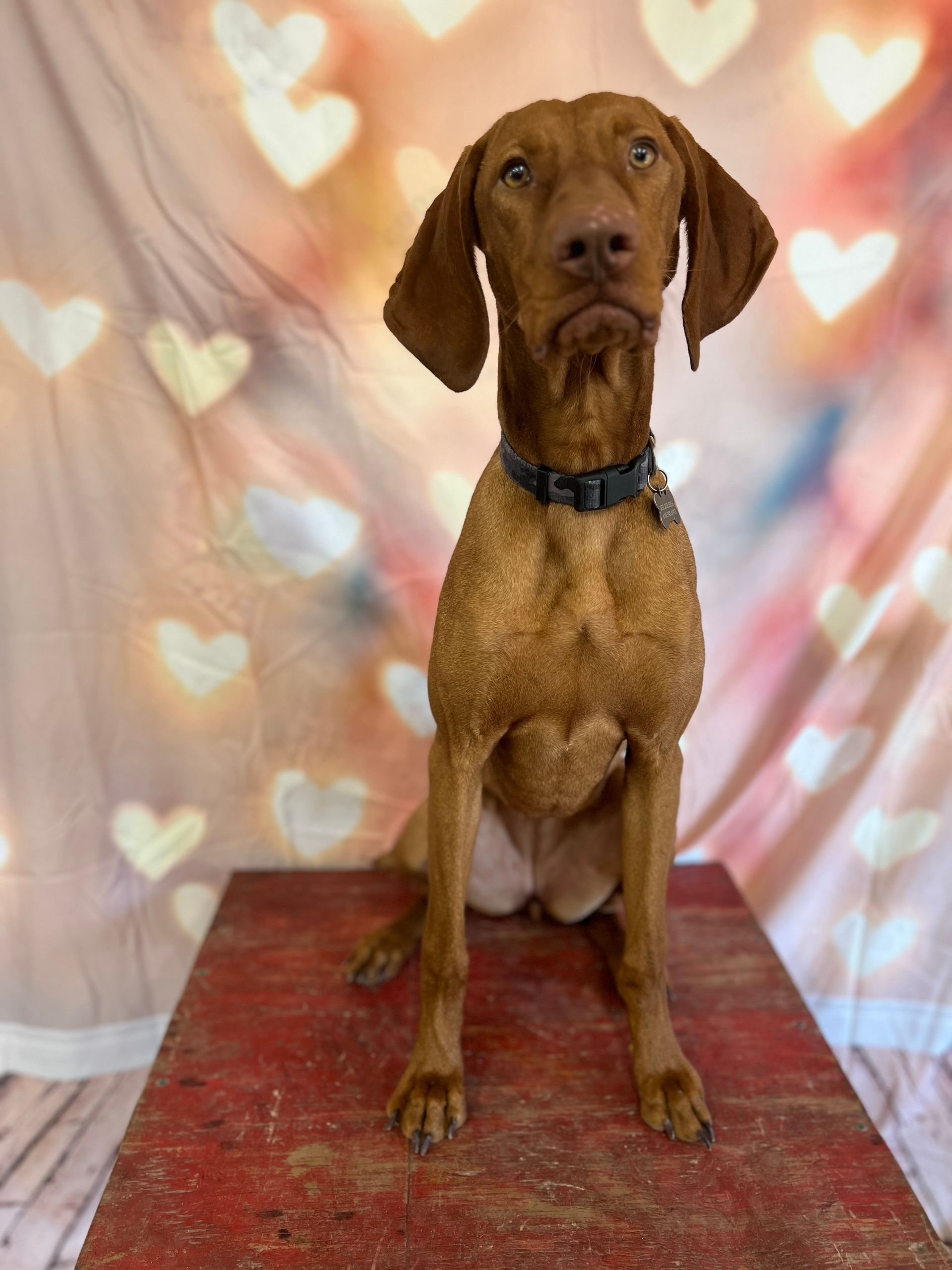 Brown dog sitting on a red rug against a heart-patterned backdrop.