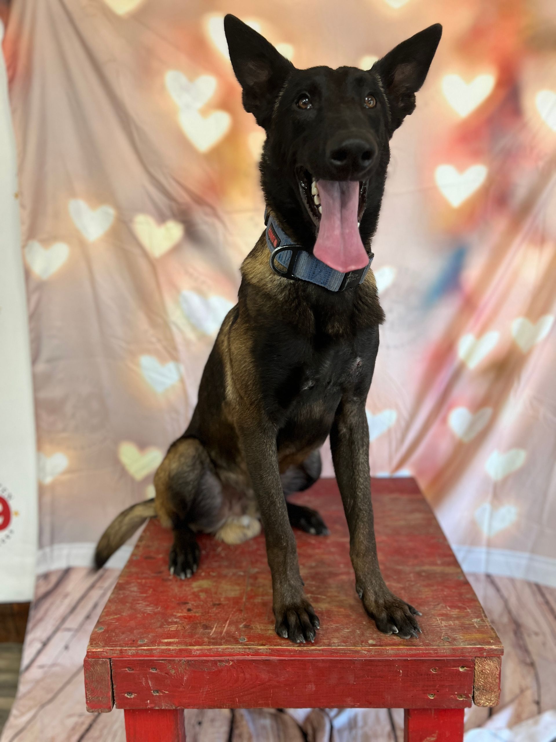 Black dog sitting on a red platform with tongue out in front of a heart-patterned backdrop