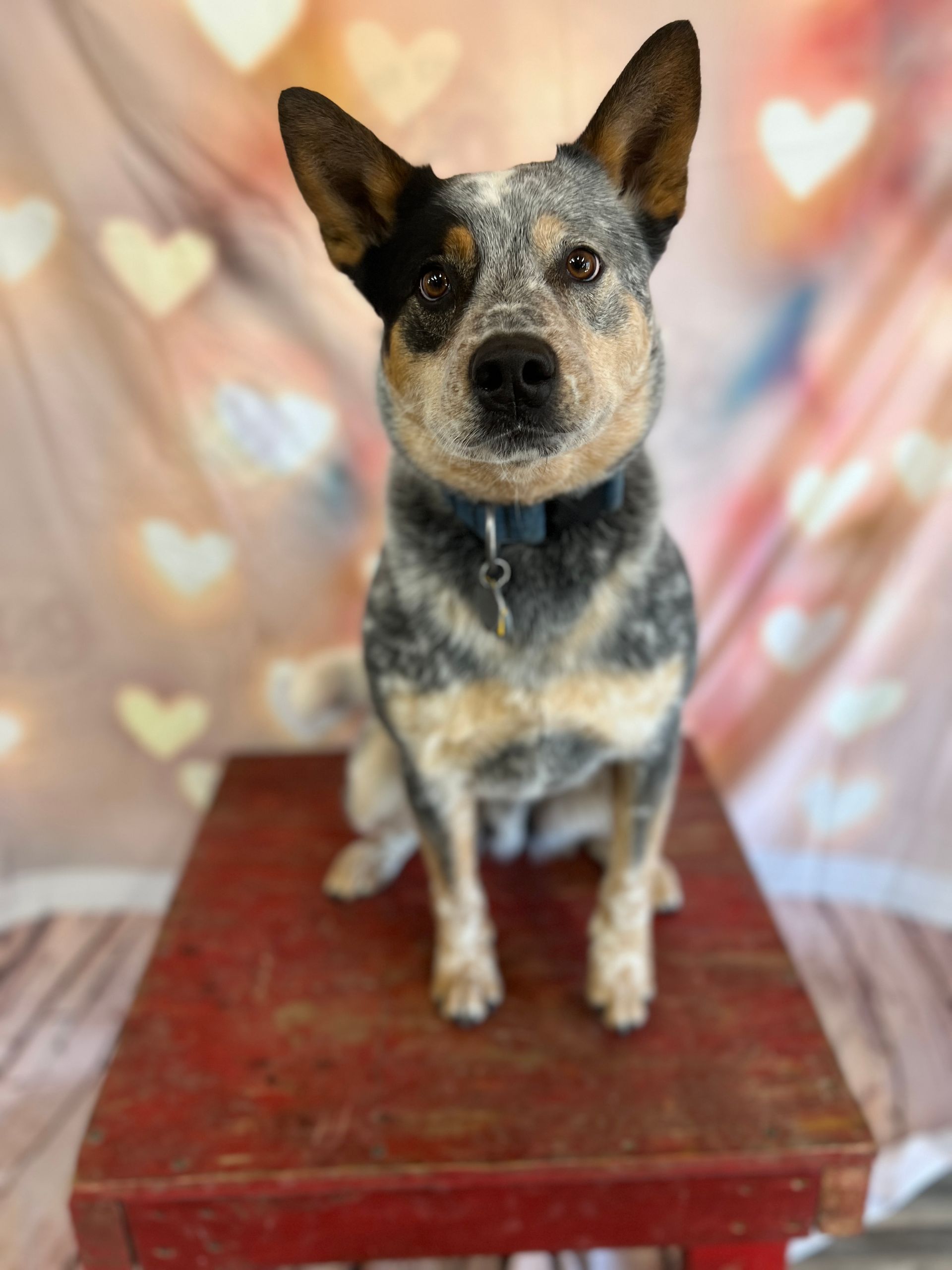 Blue heeler dog sitting on a red platform against a heart-patterned backdrop.
