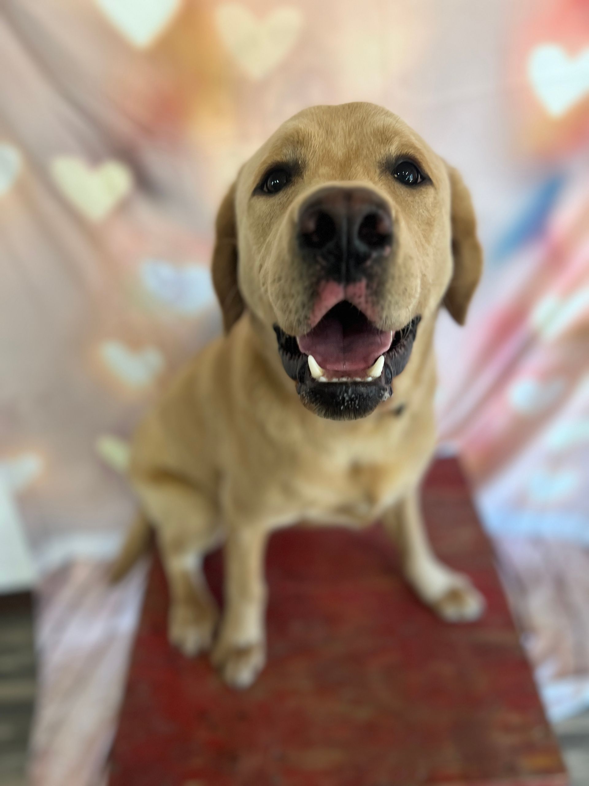 Tan Labrador retriever sitting on a red mat, looking up with an open mouth in front of a pastel heart backdrop