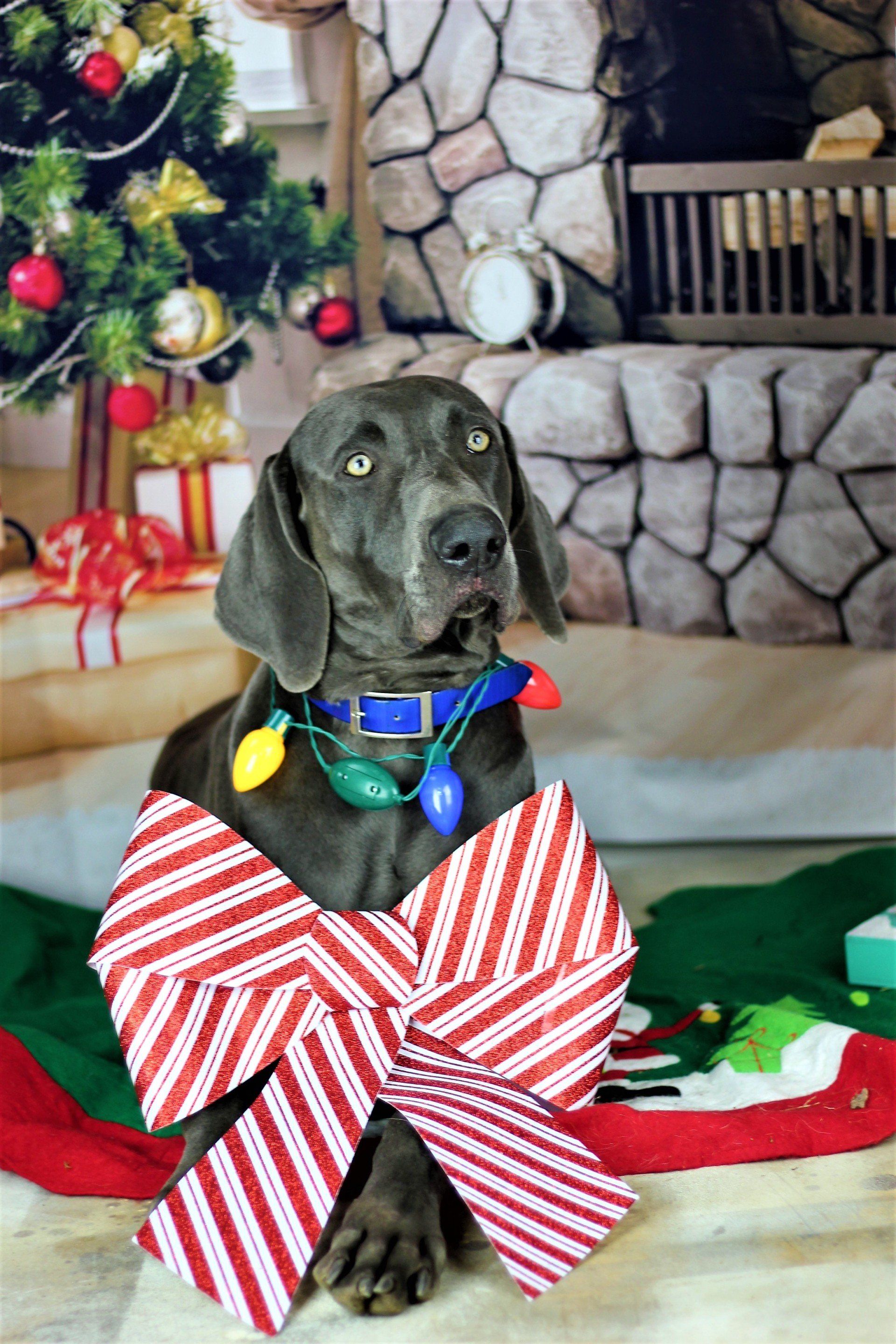 Black dog wearing a red-and-white striped bow sits by a decorated Christmas tree.