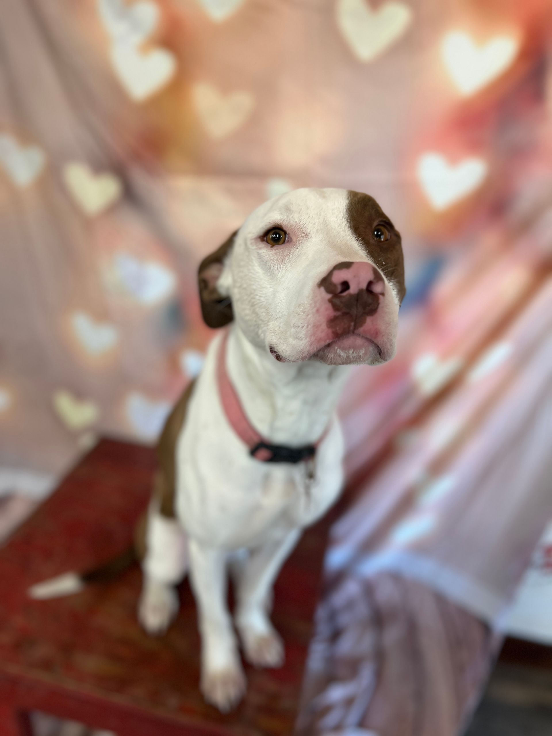 White dog with a brown ear sitting on a rug before a pink heart backdrop