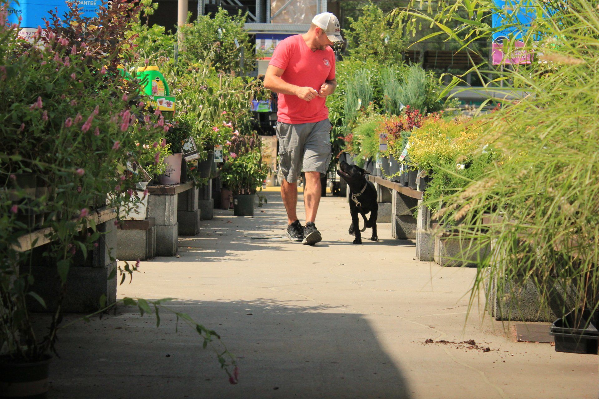 Person in a red shirt walking a dog along a garden nursery path between rows of potted plants