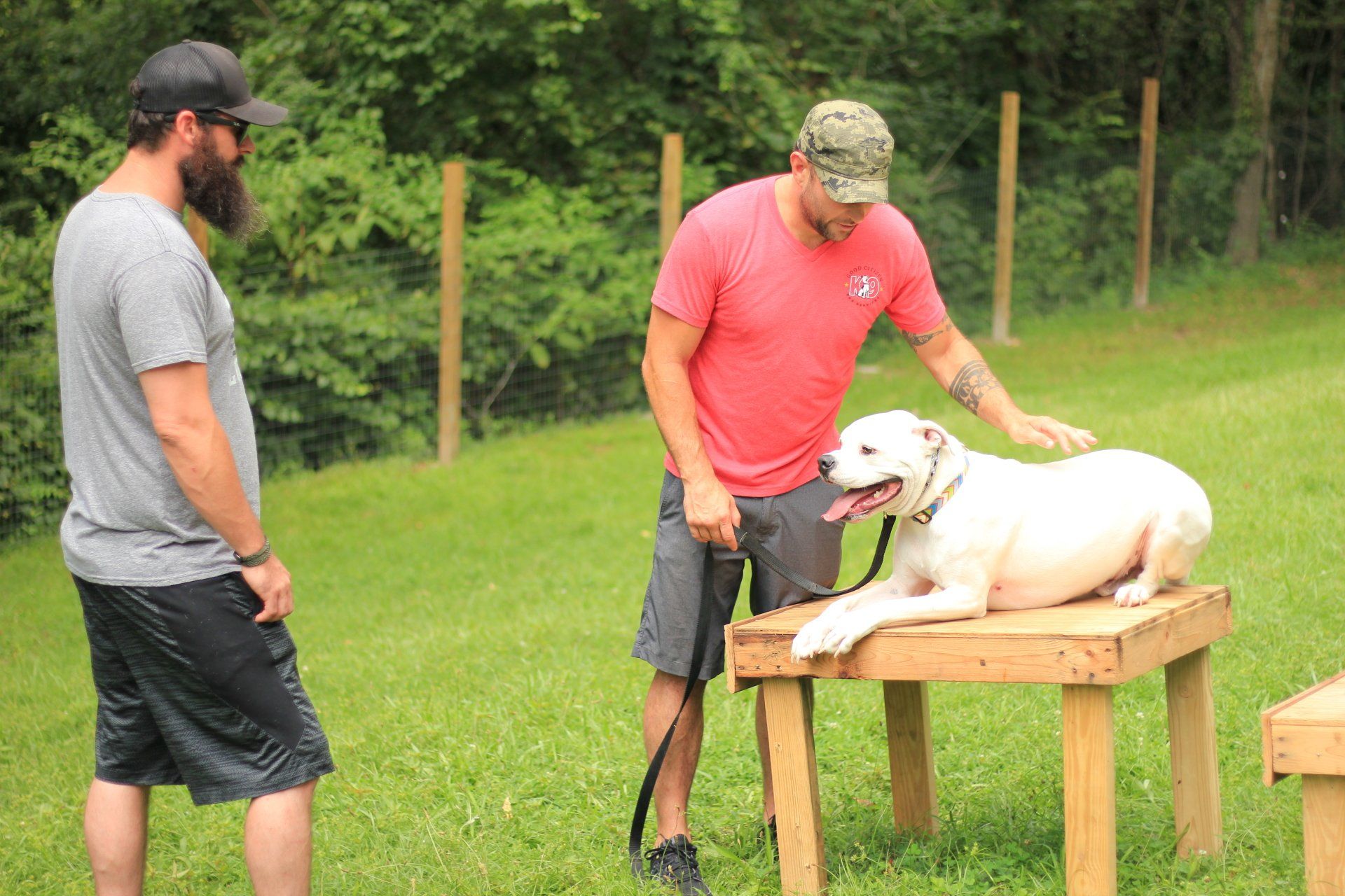 Two men train a white dog on a wooden platform in a grassy field.