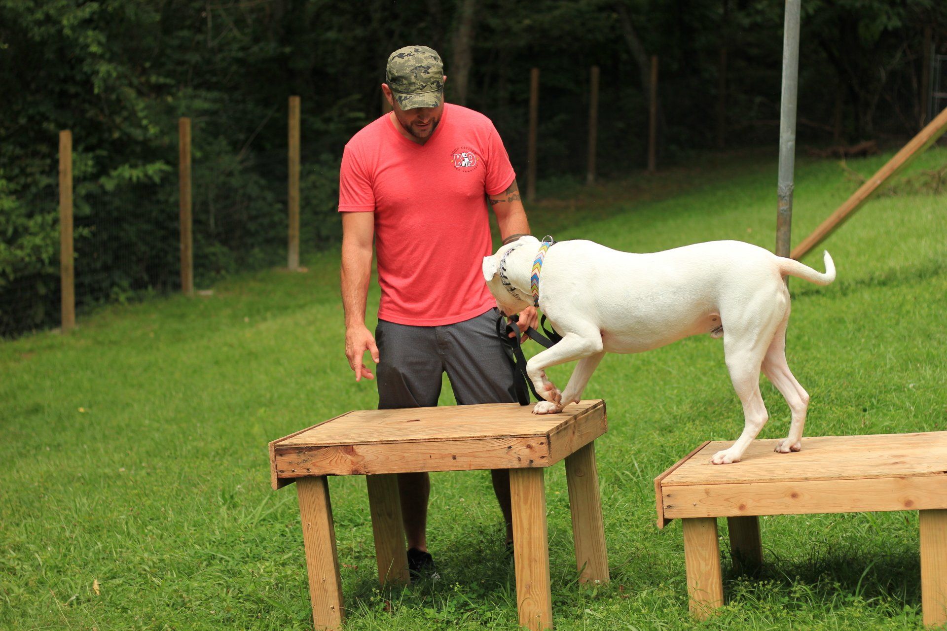 Man in red shirt training two white dogs on wooden platforms in a grassy yard