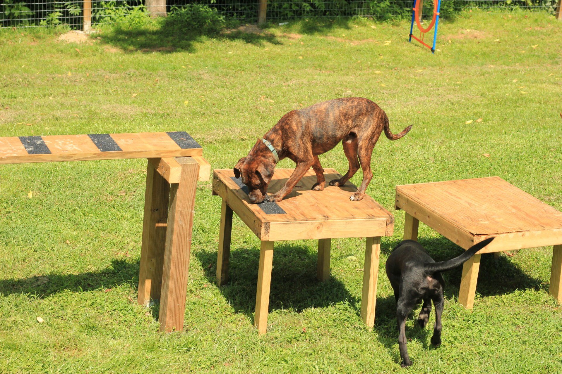 Two dogs on wooden platforms outdoors, one brown dog standing on a table and one black dog below.