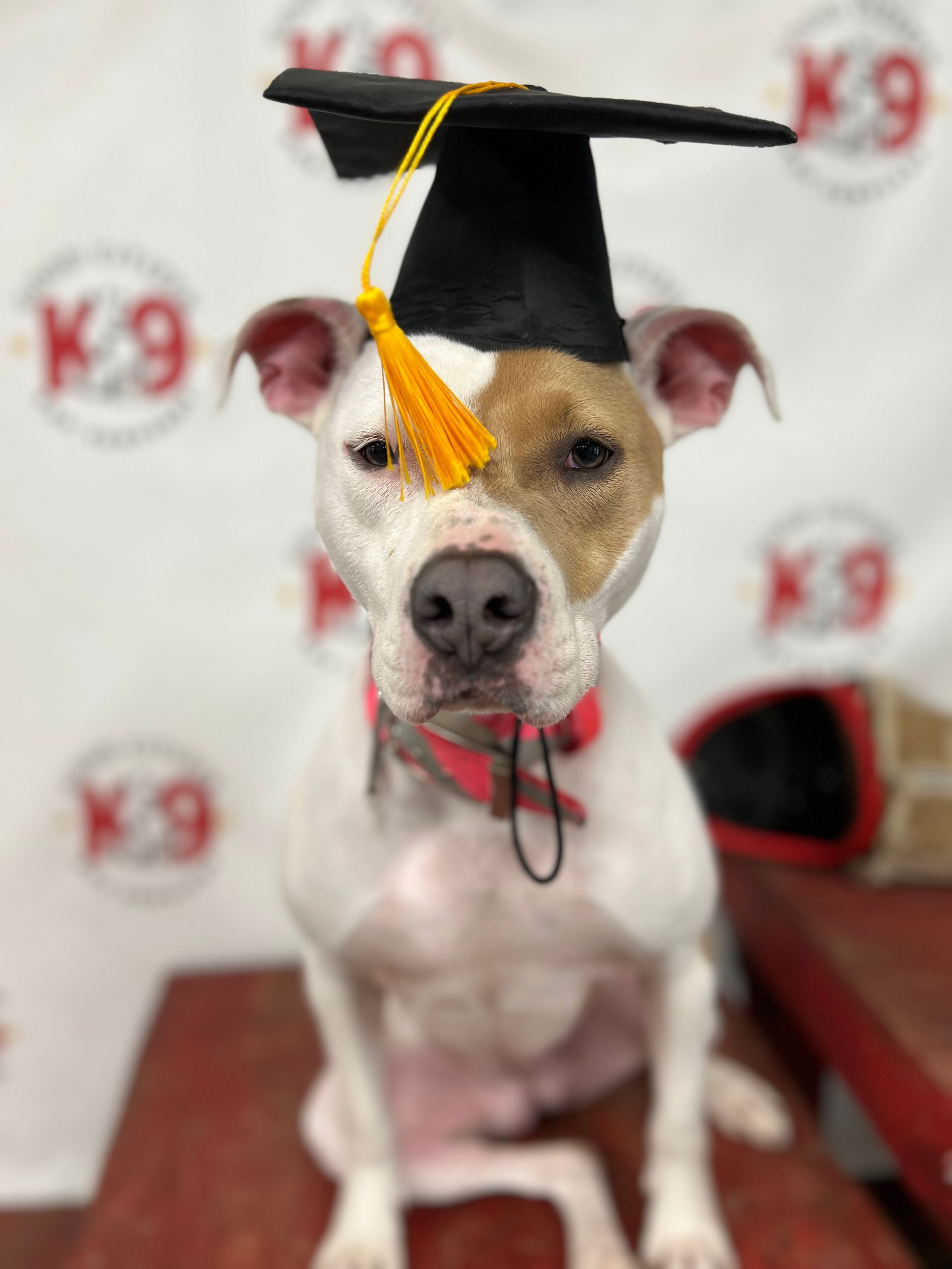 White-and-tan dog wearing a graduation cap and tassel, sitting in front of a K9 backdrop.